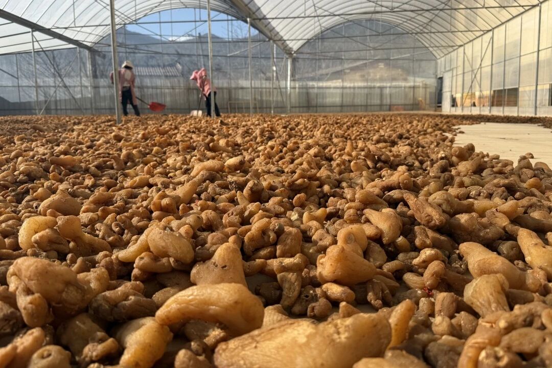 答好五问促增收丨闲置资产蝶变药材车间：...