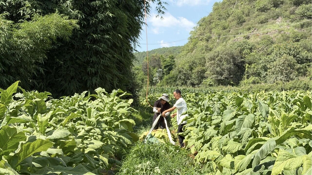 易门：烟田添“飞将”， 低空经济赋能产...
