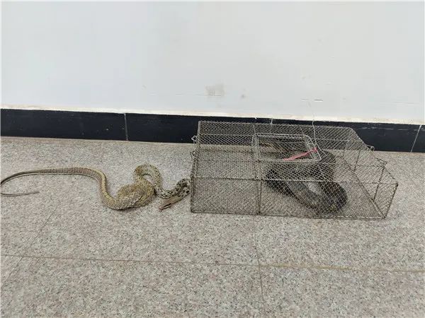 大蛇吃小蛇吓坏群众 特警解民忧上门捕蛇.jpg 大蛇吃小蛇吓坏群众 特警解民忧上门捕蛇.jpg
