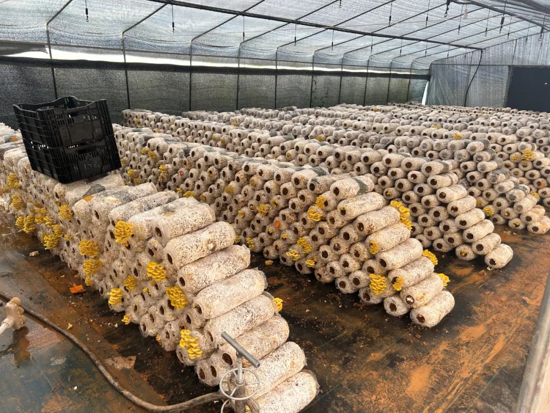 据种植户介绍,该基地目前总共种植榆黄菇3亩,年产干货1