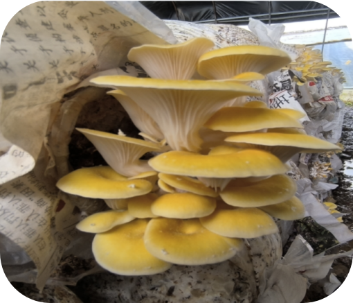 图片5.png 图片5.png