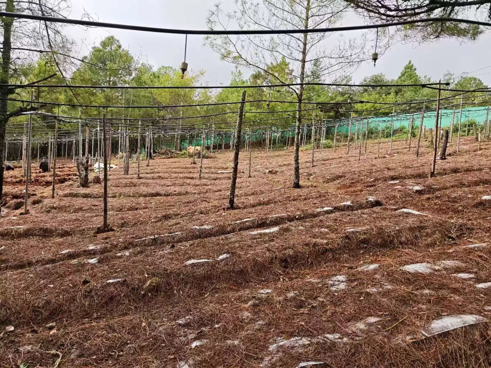 微信图片_20260130084641.jpg 微信图片_20260130084641.jpg